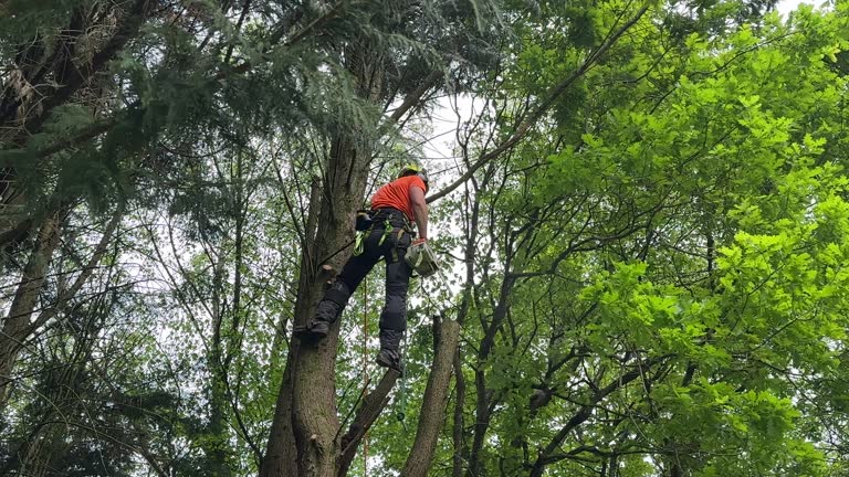 Best Hazardous Tree Removal  in Homestead Valley, CA