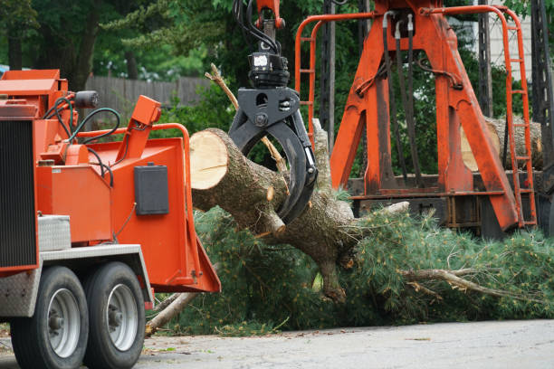 Best Utility Line Clearance  in Homestead Valley, CA